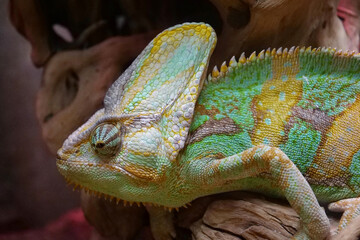 Beautiful chameleon. Known for their ability to change body color