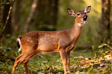 Alert Barking Deer Amid Autumn Woods, Light-Brown Spotted Stag Standing Proudly in Serene Woodland