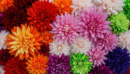 Colorful dahlia flower background. Top view. Flat lay.