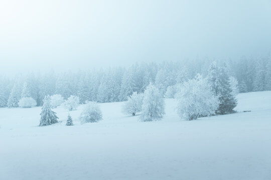 View of snow-laden trees stand silently under a thick blanket of fog, the landscape transformed into a serene winter wonderland, Stosswihr, Grand Est, France.