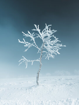 View of a solitary tree, its branches encased in shimmering ice, standing stark against the muted, snow-covered landscape, a serene winter scene, Stosswihr, France.