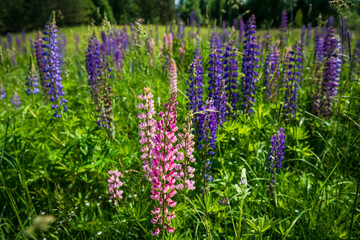 Obraz premium A detailed close-up of pink and purple lupine, Lupinus flowers growing wild in a summer meadow.