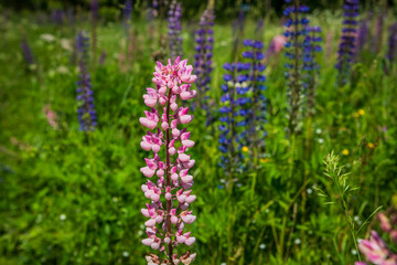 Obraz premium A detailed close-up of pink and purple lupine, Lupinus flowers growing wild in a summer meadow.