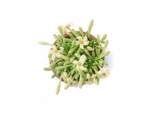 Fresh male papaya flowers in a wooden bowl isolated on white background. Perfect for food, herbal medicine, or botanical themes