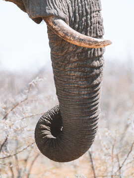 Aerial view of a majestic elephant trunk curves gracefully against the arid landscape, its ivory tusks gleaming in the sun, Etosha National Park, Namibia.