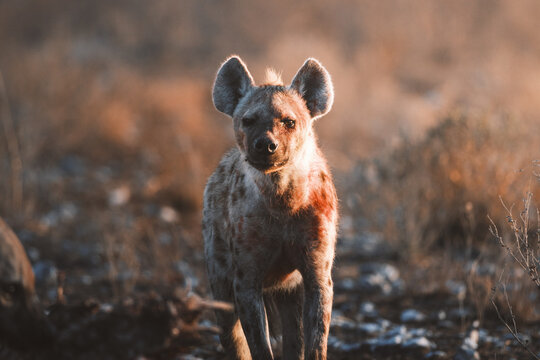 Aerial view of a hyena standing alert amidst the dry grasses, its coat blending seamlessly with the arid landscape of Etosha National Park, Etosha National Park, Namibia.
