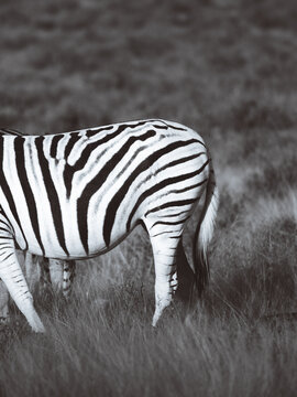 Aerial view of a zebra with striking black and white stripes grazing peacefully in the open plains of Etosha National Park, Etosha National Park, Namibia.