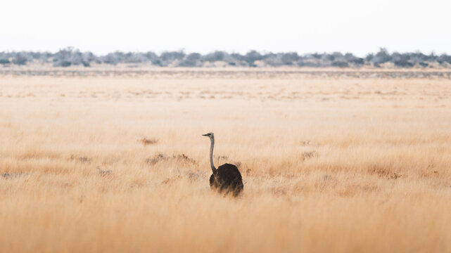 Aerial view of an ostrich standing in a vast, golden field under a bright sky, blending into the arid landscape of Etosha National Park, Namibia.