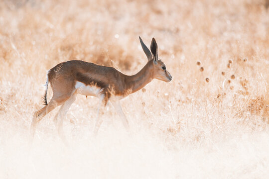 Aerial view of a springbok gracefully strides through the parched grasslands, its sleek coat a contrast against the arid landscape, Etosha National Park, Namibia.