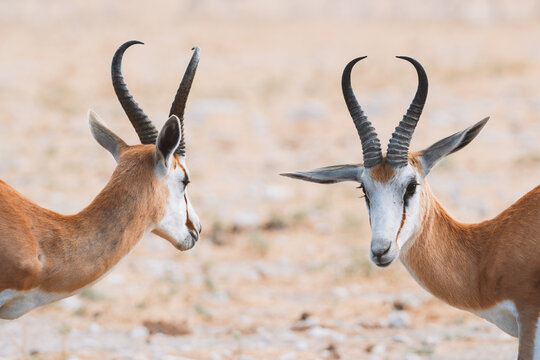 Aerial view of two springboks standing face to face in the vast, arid landscape, their horns casting shadows on the dry earth, Etosha National Park, Namibia.