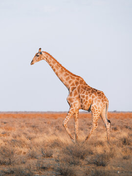 Aerial view of a giraffe striding across the arid landscape, the dry grasses contrasting with its patterned hide, Etosha National Park, Namibia.