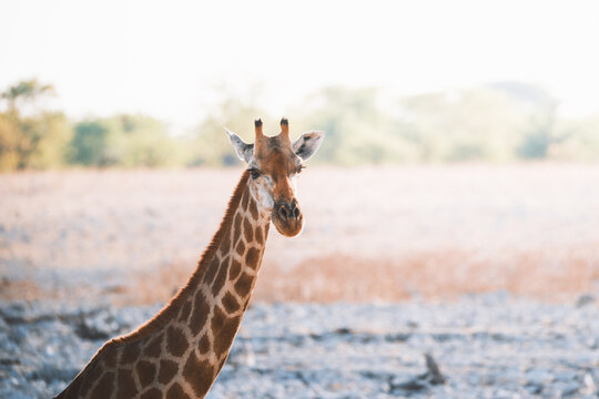 Aerial view of a giraffe standing tall against the vast, sun-baked plains of Etosha, its patterned coat a stark contrast to the muted landscape, Etosha National Park, Namibia.