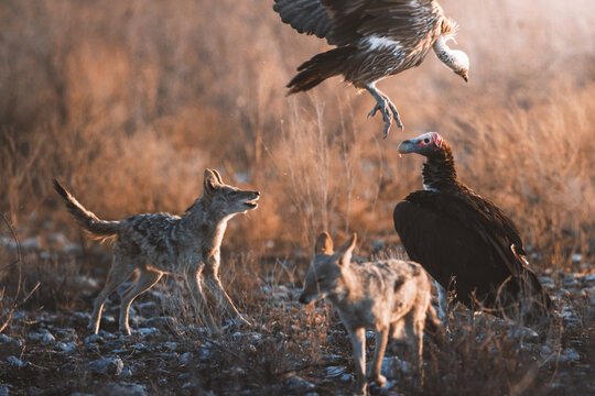 Aerial view of vultures circling above jackals in the golden light of the African savanna, Etosha National Park, Namibia.