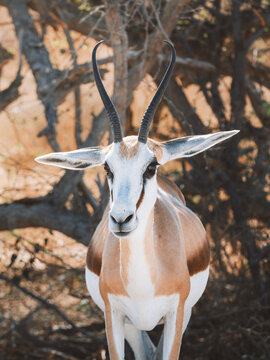 Aerial view of a springbok standing majestically against the backdrop of the dry Etosha landscape, its horns reaching towards the vast Namibian sky, Etosha National Park, Namibia.
