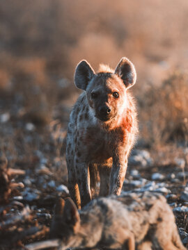 Aerial view of a hyena in the golden light of the African bush, its gaze fixed on the lens amidst the arid landscape, Etosha National Park, Namibia.