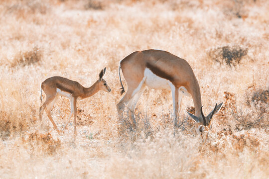 Aerial view of a springbok grazes peacefully, its coat a blend of warm browns and stark whites, against the dry, golden savanna grasses, Etosha National Park, Namibia.