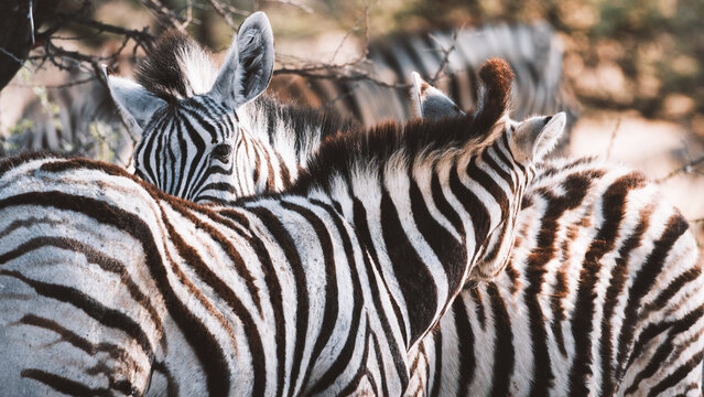 Aerial view of striking zebras standing together in a sun-drenched field, their black and white stripes creating a mesmerizing visual rhythm, Etosha National Park, Namibia.