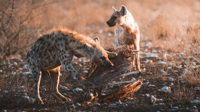 Aerial view of two hyenas stand over their prey in the dry, arid landscape of Etosha National Park, their coats blending with the golden hues of the setting sun, Etosha National Park, Namibia.