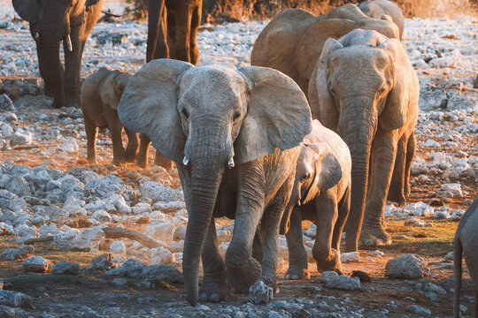 Aerial view of a herd of elephants, including adults and calves, congregating near a watering hole in the vast, arid landscape of Etosha National Park, Etosha National Park, Namibia.