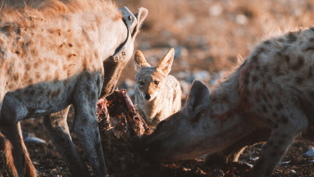 Aerial view of a jackal cautiously observing two hyenas feasting on their kill under the warm Namibian sun, Etosha National Park, Namibia.