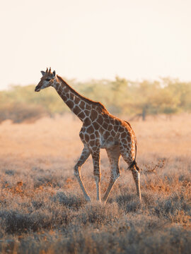 Aerial view of a giraffe strides across the golden savanna, its patterned coat a stark contrast against the muted landscape, Etosha National Park, Namibia.