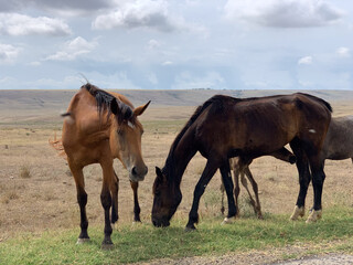 Obraz premium horses in the field