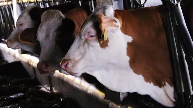 Pair of dairy cows stand at feeding line behind stanchions in stall. Cow pair chews hay turning heads toward trough while tags hang from ears