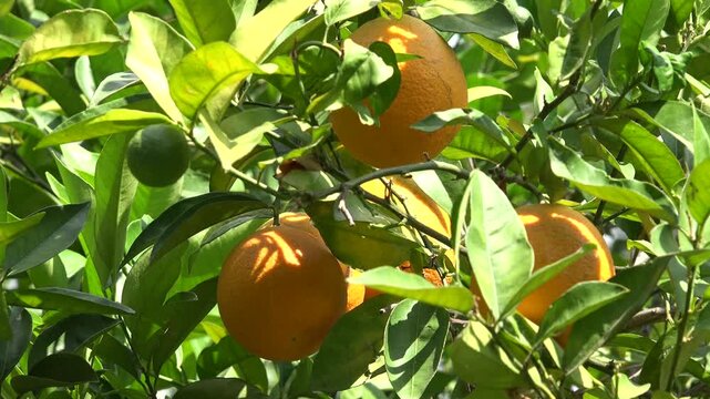 Orange Fruits Tree in Orchard, Harvest, Fresh Juicy Tropical Citrus Fruits 4K