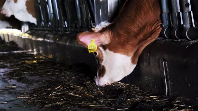 Brown cow lowers head to hay along feed trough in cattle shed. Cow chews roughage shifting neck between bars while feed scraps cover wet floor