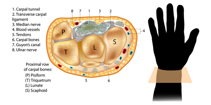 Human Wrist Anatomy Diagram Showing Carpal Bones Tendons and Nerves in Transverse Section. Medical Illustration of Carpal Tunnel Syndrome Structure with Guyon Canal and Ulnar Nerve