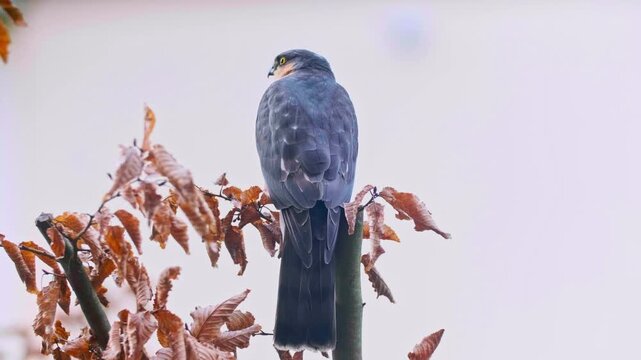 Close-up of a Eurasian Sparrowhawk (Accipiter nisus) perched on a branch, showing sharp hooked beak, intense yellow eyes, and detailed plumage. This European bird of prey is captured in natural light 