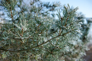 Frosted Pine Needles in Winter Sunlight