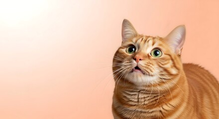 Adorable Chubby Orange Tabby Cat with Surprised Expression on Pastel Background, Cute Ginger Cat Portrait Close-Up