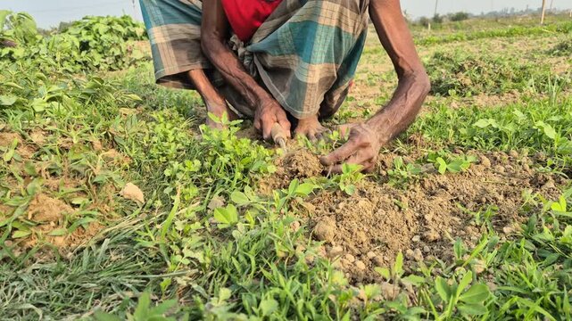 Professional RAW close-up eye level shot of a farmer weeding a peanut field in Bangladesh, 4K UHD 30fps.