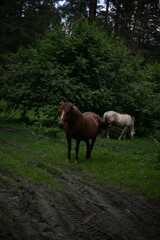 Obraz premium horses in the mountains