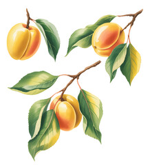 Obraz premium Organic peach fruit arrangement on branch with soft shading and natural foliage details.