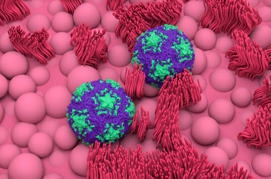 Human Rhinovirus B14 on the nasal mucosa lines - isometric view 3d illustration