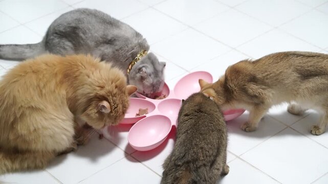 Fluffy gray and brown tabby cats and other domestic pets eating together from pink bowls on white tile floor, showcasing feline companionship, animal contentment, and peaceful atmosphere