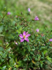 Fototapeta premium pink flowers in the garden