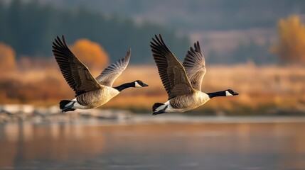 Fototapeta premium Canada geese duo gliding through blue sky with water reflections