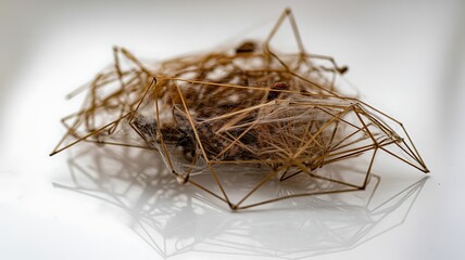 Fototapeta premium A macro photograph of a cluster of dried twigs and debris