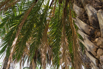 Low angle view of lush green and brown palm fronds hanging from a textured tropical tree trunk against bright sky.