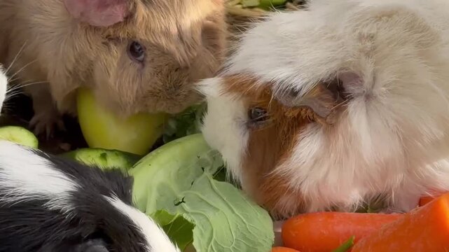 A group of small guineapigs eating vegetables. The animals are black and white. The vegetables are carrots and celery