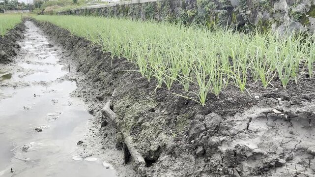 shallot plants growing next to an irrigation ditch