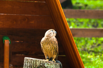 Kestrel bird sitting on a tree stump with pursed foot and basking in the sun