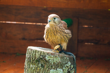 Kestrel bird sitting on a tree stump with its paw tucked under it. Natural view with kestrel bird