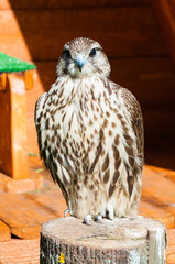 Saker falcon sitting on a tree stump and close looking. View of saker falcon under soft sunlight