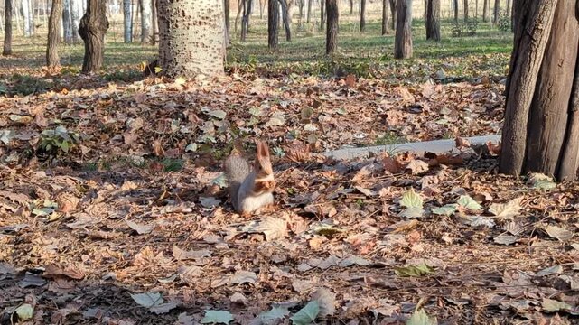 A cute red squirrel in a gray protective coloring searches and finds a nut among the fallen autumn leaves and eats it, sitting on the ground, illuminated by sunlight.