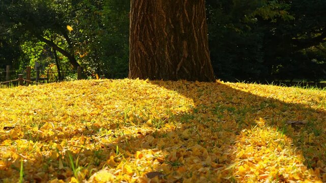 イチョウの大木と落葉