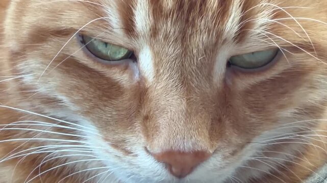 A cat with green eyes stares at the camera. The cat's fur is orange and white. The cat's eyes are the main focus of the image